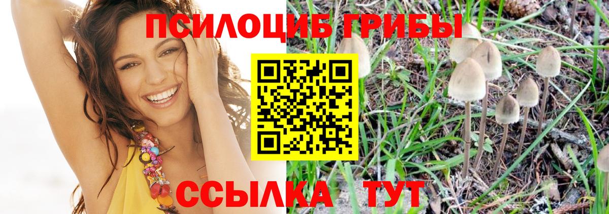 Галлюциногенные грибы Psilocybe  цены   Елец  Вход с VPN 